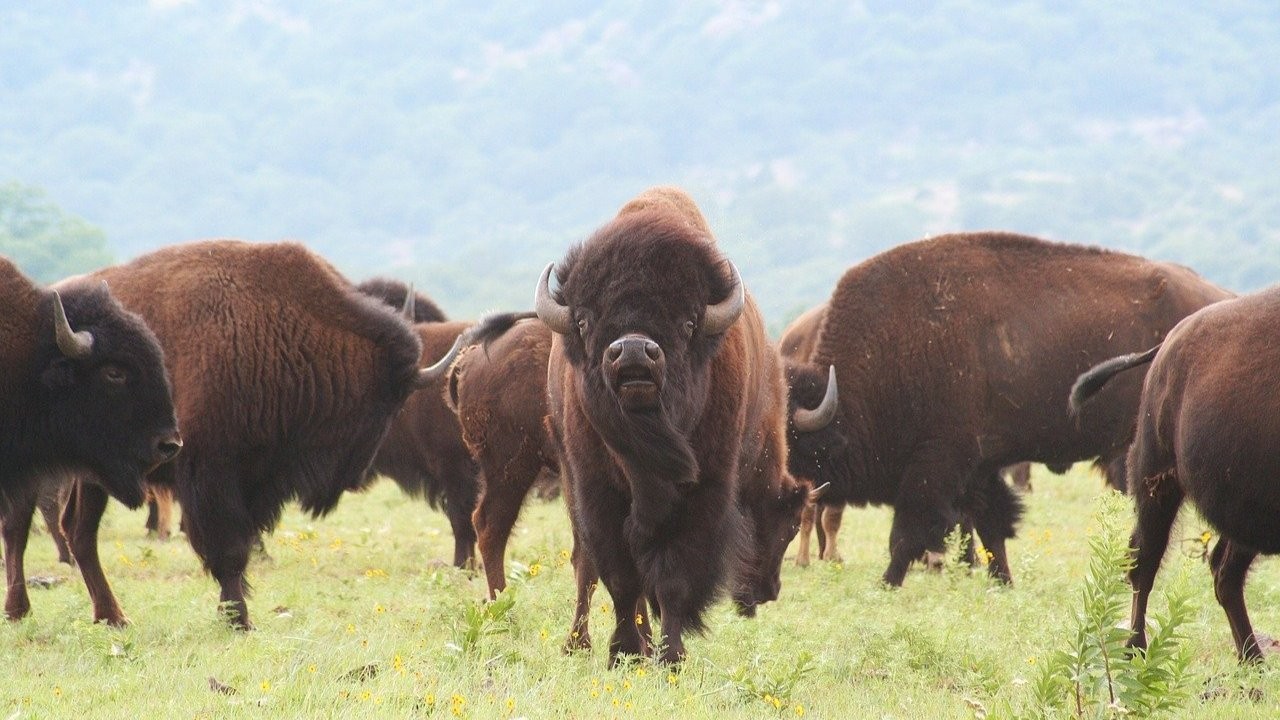 buffalo-ranch-359.jpg